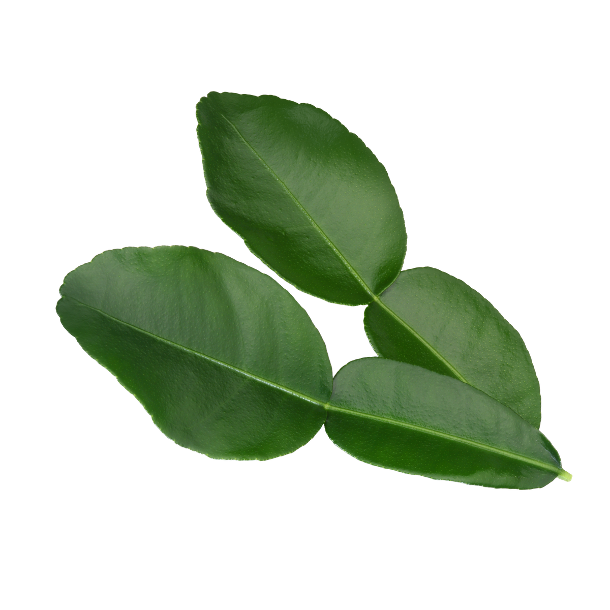 kaffir-lime-leaves-0-5-kg-koppert-cress-webshop