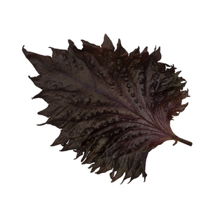 Shiso Leaves Purple - 1 kg