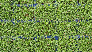 BroccoCress (8 Stück - einzeln)