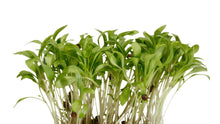 Load image into Gallery viewer, BroccoCress (8 pcs - solitary)
