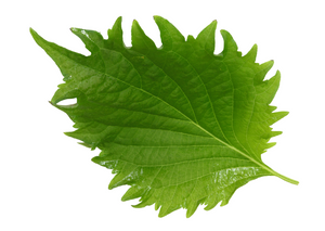 Shiso Leaves Green - 1 kg