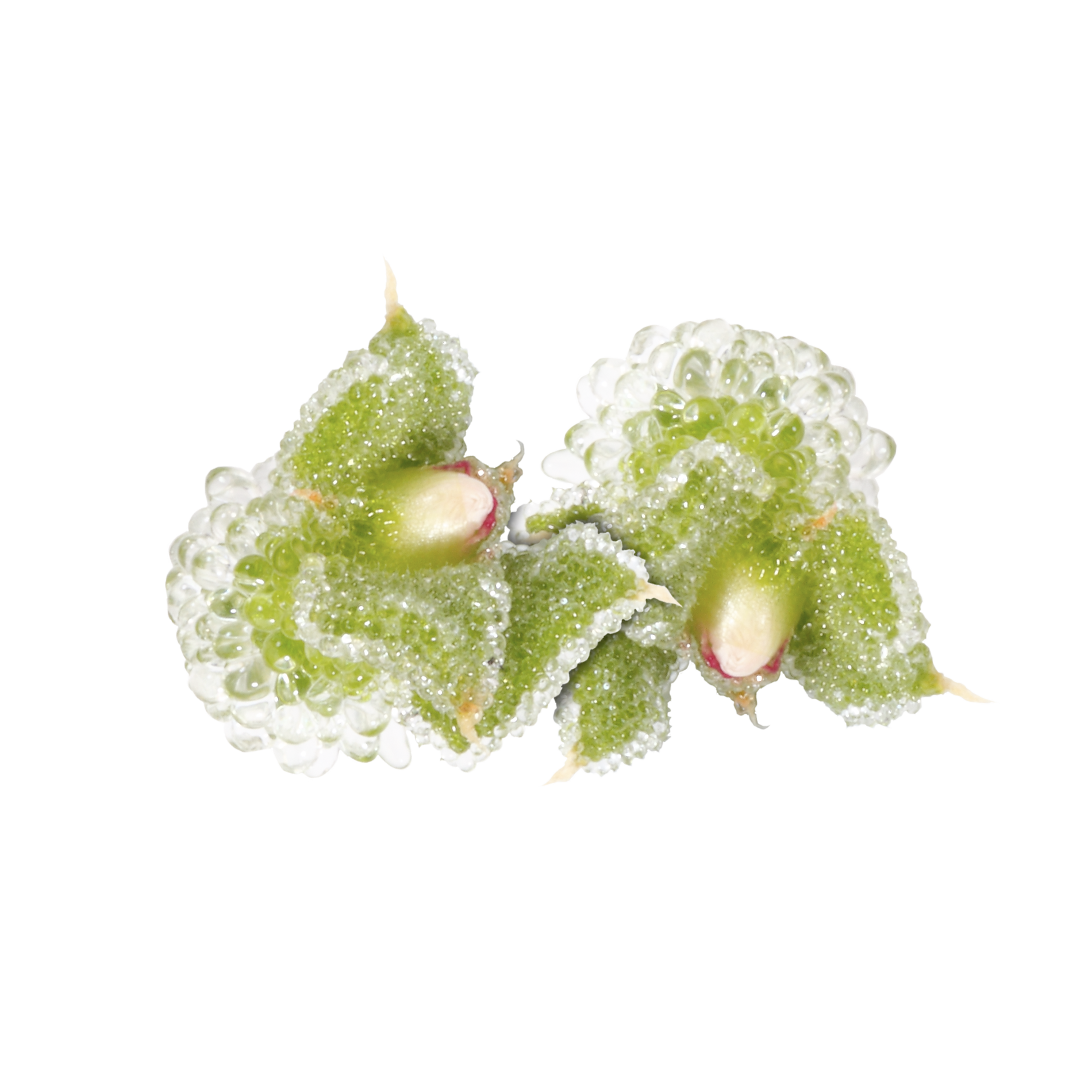 BlinQ Blossom (1 x 20 pcs)