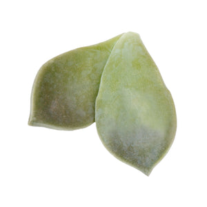 Majii® Leaves (1 x 25 pcs)
