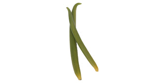 Vanilla - Planifolia Green (6 pcs)