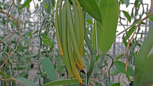 Afbeelding in Gallery-weergave laden, Vanille - Planifolia Green (6 pcs)
