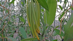 Vanilla - Planifolia Green (6 pcs)