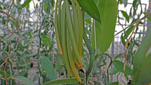 Afbeelding in Gallery-weergave laden, Vanille - Planifolia Green (27 pcs)
